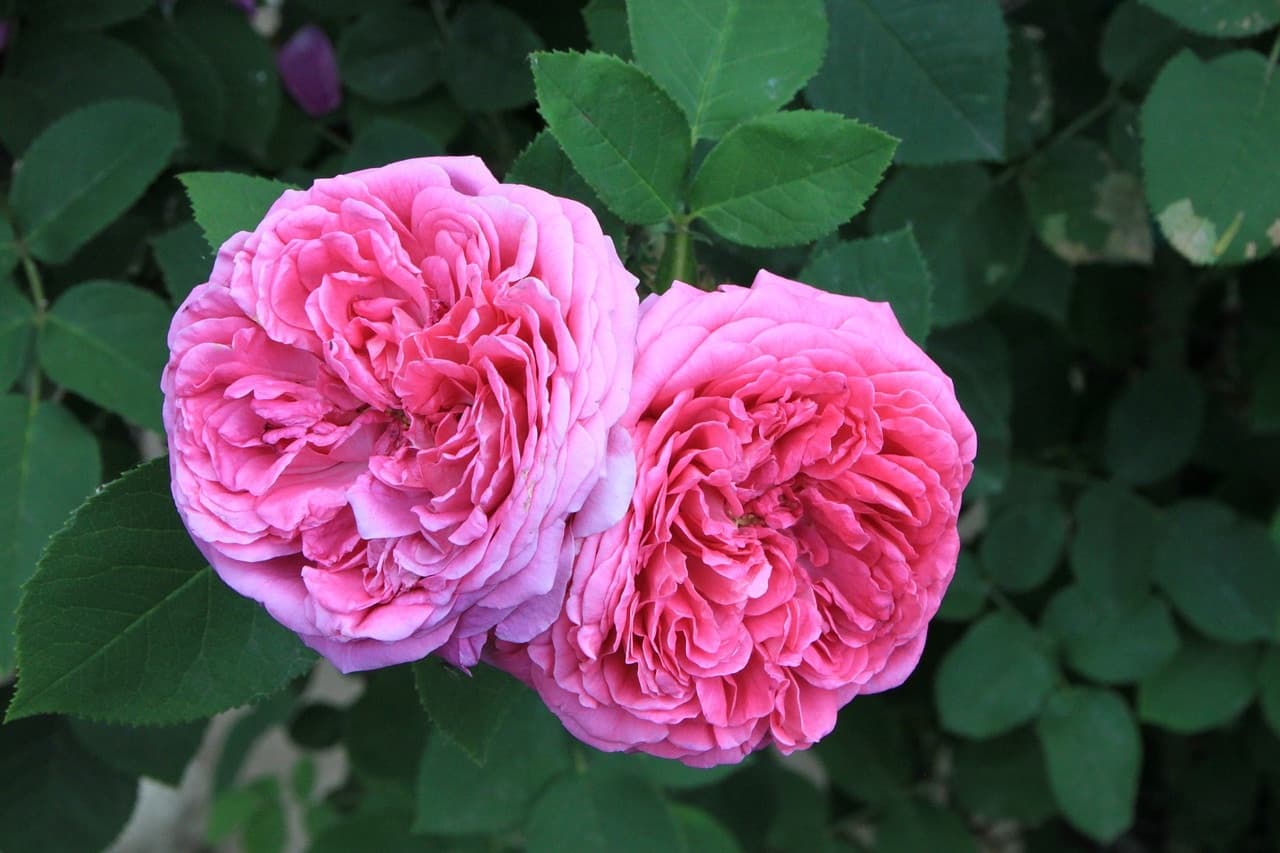Deux roses de Damas en fleur, la variété cultivée dans la vallée des Roses