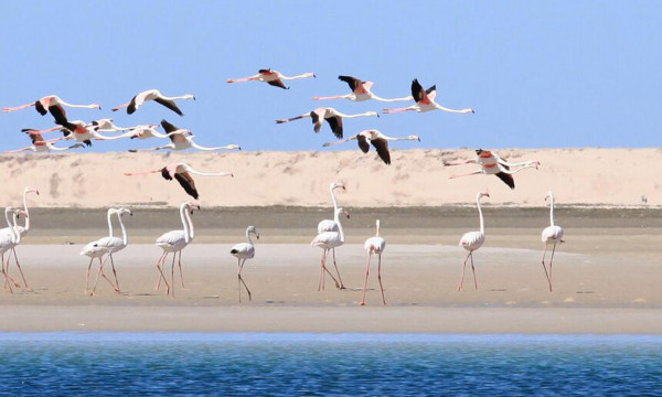 Voyage organisé Dakhla Maroc 2026 - 6 Jours / 5 Nuits