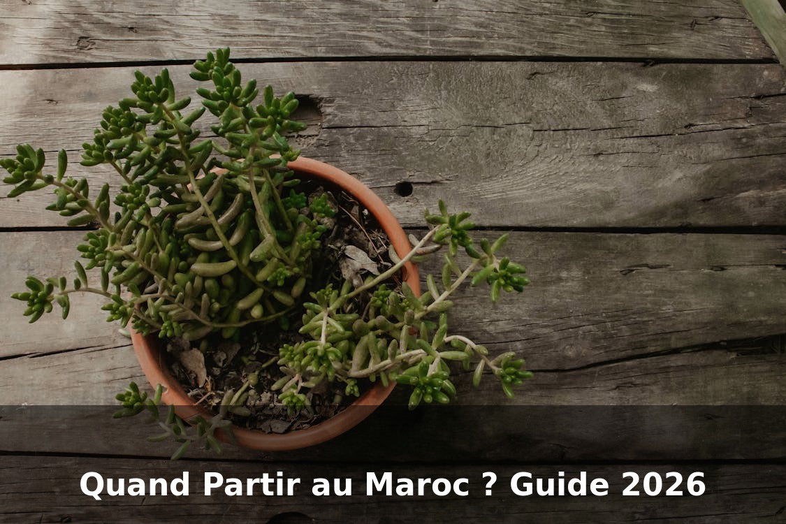Quand Partir au Maroc ? Guide Complet 2026